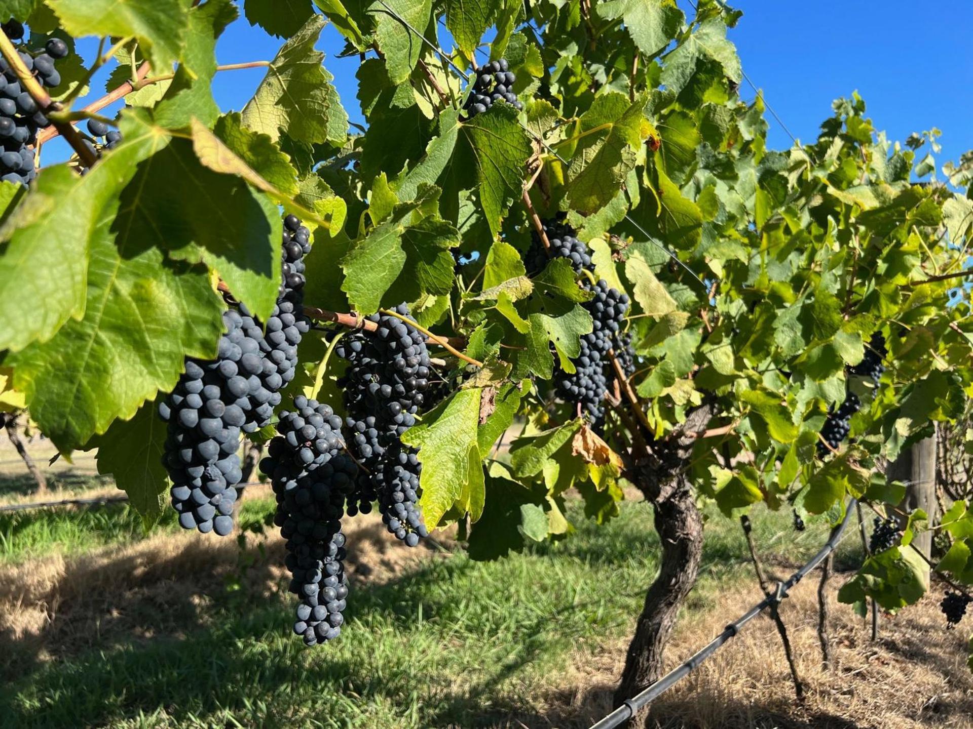 Bracken Ridge Vineyard The Entire Estate Rothbury エクステリア 写真